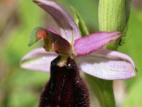 Ophrys explanata 4, Saxifraga-Hans Dekker