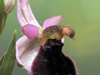 Ophrys explanata 6, Saxifraga-Hans Dekker