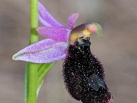 Ophrys explanata 7, Saxifraga-Hans Dekker