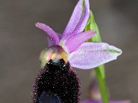 Ophrys explanata 8, Saxifraga-Hans Dekker