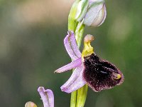 Ophrys explanata 9, Saxifraga-Hans Dekker