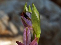 Ophrys ferrum-equinum 1, Saxifraga-Hans Dekker