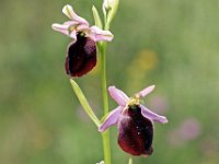 Ophrys ferrum-equinum 10, Saxifraga-Hans Dekker