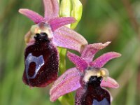 Ophrys ferrum-equinum 11, Saxifraga-Hans Dekker