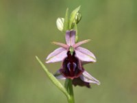 Ophrys ferrum-equinum 12, Saxifraga-Hans Dekker