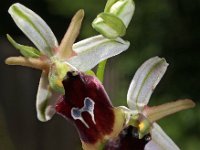 Ophrys ferrum-equinum 13, Saxifraga-Hans Dekker