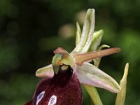 Ophrys ferrum-equinum 14, Saxifraga-Hans Dekker