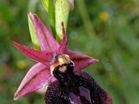 Ophrys ferrum-equinum 16, Saxifraga-Hans Dekker
