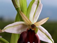 Ophrys ferrum-equinum 3, Saxifraga-Hans Dekker