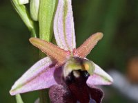 Ophrys ferrum-equinum 4, Saxifraga-Hans Dekker
