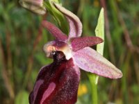 Ophrys ferrum-equinum 9, Saxifraga-Hans Dekker