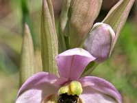Ophrys ficalhoana 1, Saxifraga-Hans Dekker
