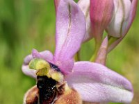 Ophrys ficalhoana 2, Saxifraga-Hans Dekker