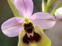 Ophrys ficalhoana 3, Saxifraga-Hans Dekker