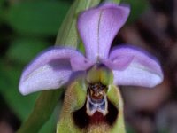 Ophrys ficalhoana 4, Saxifraga-Hans Dekker