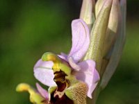 Ophrys ficalhoana 5, Saxifraga-Hans Dekker