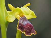 Ophrys flammeola 10, Saxifraga-Hans Dekker