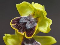 Ophrys flammeola 11, Saxifraga-Hans Dekker
