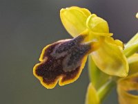 Ophrys flammeola 12, Saxifraga-Hans Dekker
