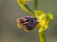 Ophrys flammeola 13, Saxifraga-Hans Dekker