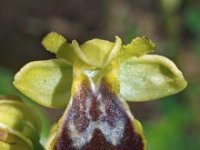 Ophrys flammeola 2, Saxifraga-Hans Dekker