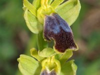 Ophrys flammeola 3, Saxifraga-Hans Dekker