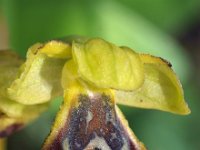 Ophrys flammeola 4, Saxifraga-Hans Dekker