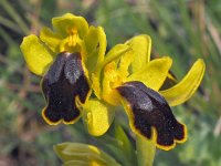 Ophrys flammeola 5, Saxifraga-Hans Dekker