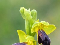 Ophrys flammeola 8, Saxifraga-Hans Dekker