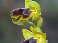 Ophrys flammeola 9, Saxifraga-Hans Dekker