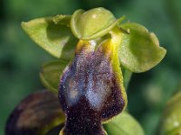Ophrys florentina 1, Saxifraga-Hans Dekker
