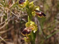 Ophrys forestieri 1, Saxifraga-Hans Dekker