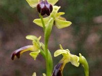 Ophrys forestieri 10, Saxifraga-Hans Dekker
