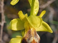 Ophrys forestieri 12, Saxifraga-Hans Dekker