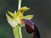 Ophrys forestieri 13, Saxifraga-Hans Dekker