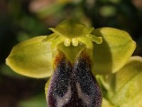 Ophrys forestieri 2, Saxifraga-Hans Dekker