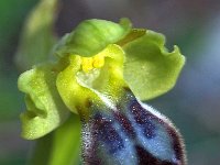 Ophrys forestieri 4, Saxifraga-Hans Dekker