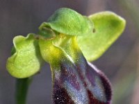 Ophrys forestieri 5, Saxifraga-Hans Dekker