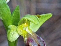 Ophrys forestieri 6, Saxifraga-Hans Dekker
