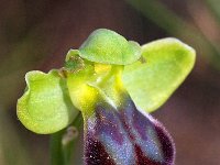 Ophrys forestieri 7, Saxifraga-Hans Dekker