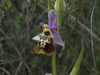 Ophrys fuciflora 1, Saxifraga-Willem van Kruijsbergen