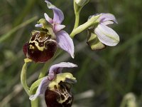 Ophrys fuciflora 10, Saxifraga-Willem van Kruijsbergen