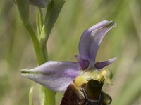 Ophrys fuciflora 12, Saxifraga-Willem van Kruijsbergen