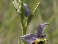 Ophrys fuciflora 13, Saxifraga-Willem van Kruijsbergen