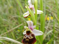 Ophrys fuciflora 16, Saxifraga-Rutger Barendse