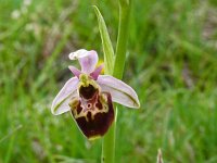 Ophrys fuciflora 27, Saxifraga-Hans Grotenhuis