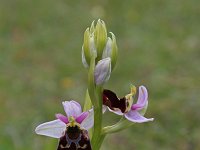Ophrys fuciflora 6, Saxifraga-Jeroen Willemsen