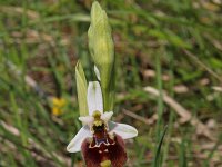 Ophrys fuciflora 7, Saxifraga-Jeroen Willemsen