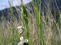 Ophrys fuciflora 8, Saxifraga-Jeroen Willemsen
