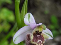 Ophrys fuciflora ssp candica 18, Saxifraga-Ed Stikvoort
